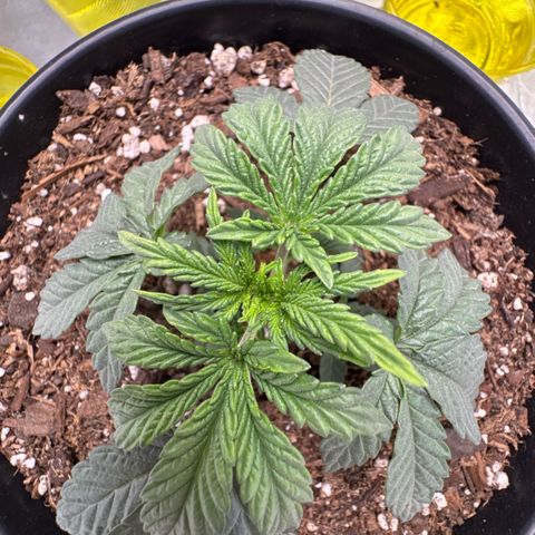 Superboof 2 growlog timeline photo