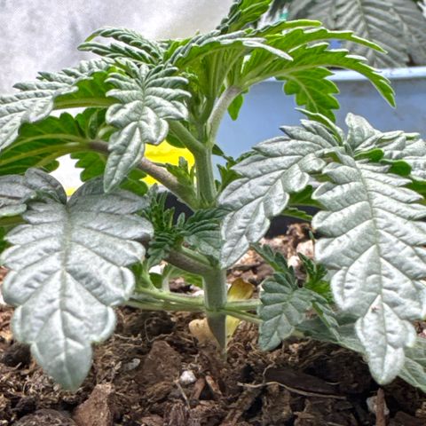 Superboof 2 growlog timeline photo