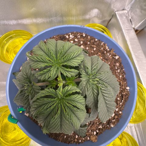 Super Boof growlog timeline photo
