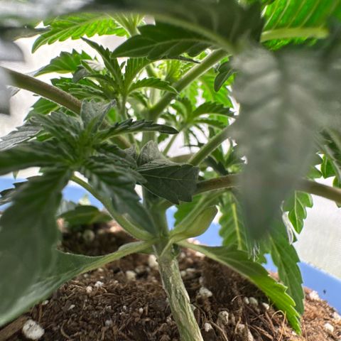 Super Boof growlog timeline photo
