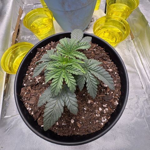 Superboof 2 growlog timeline photo