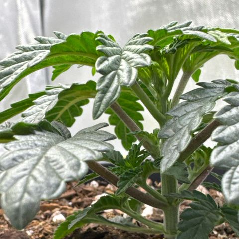 Superboof 2 growlog timeline photo
