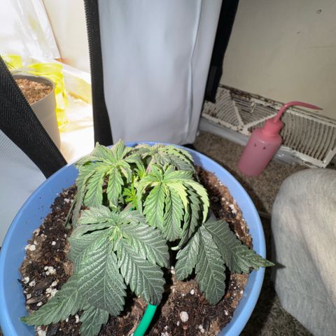 Super Boof growlog timeline photo