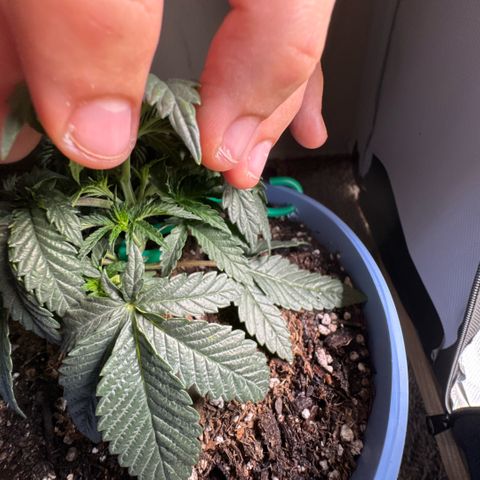 Super Boof growlog timeline photo