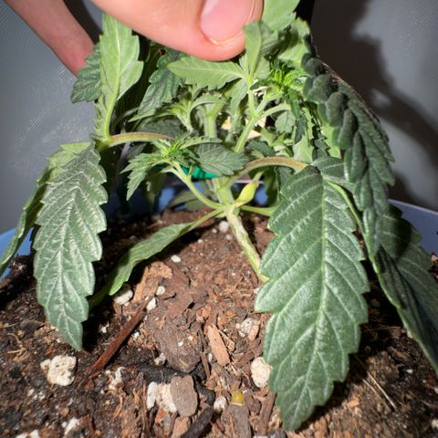 Super Boof growlog timeline photo