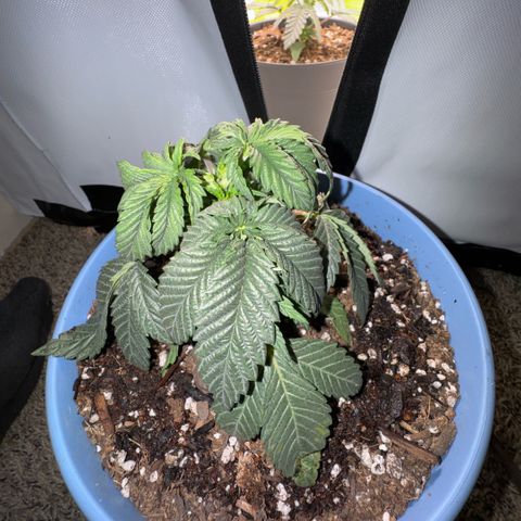 Super Boof growlog timeline photo