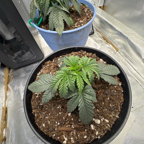 Superboof 2 growlog timeline photo