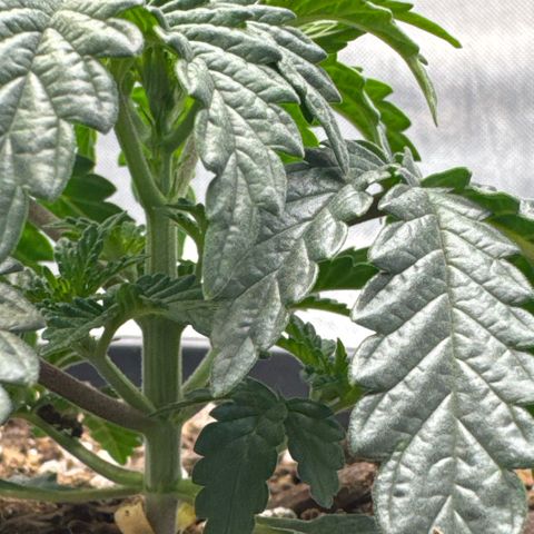 Superboof 2 growlog timeline photo