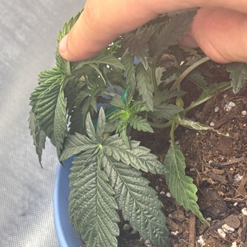 Super Boof growlog timeline photo