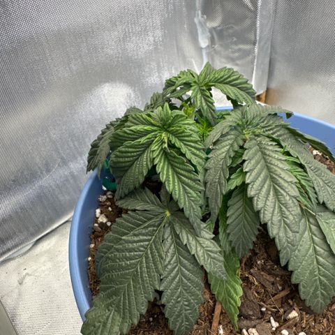 Super Boof growlog timeline photo