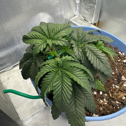Super Boof growlog timeline photo