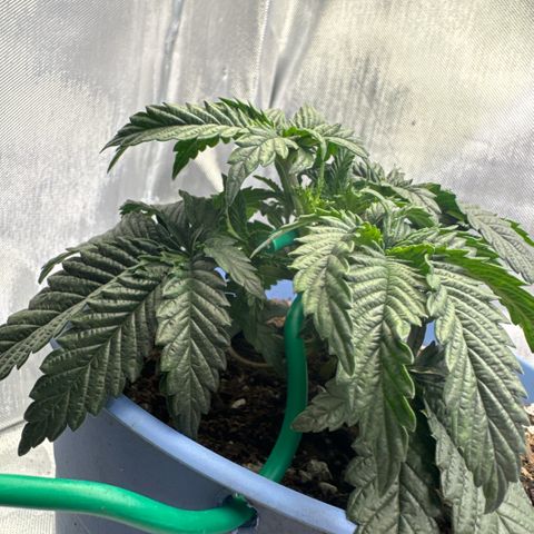 Super Boof growlog timeline photo
