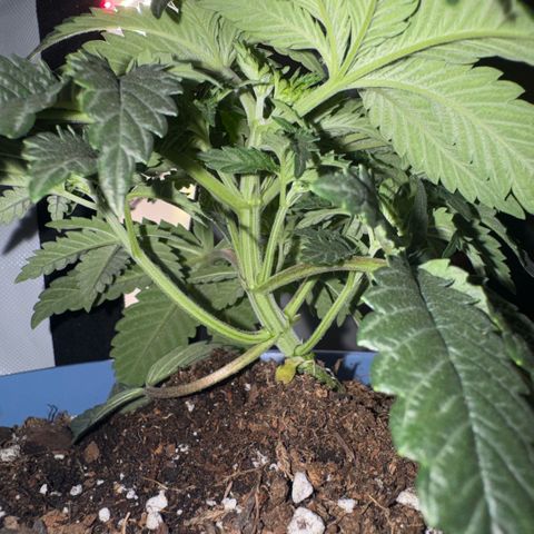 Super Boof growlog timeline photo
