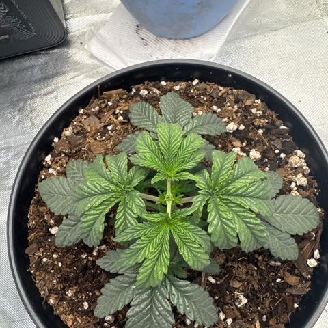 Superboof 2 growlog timeline photo