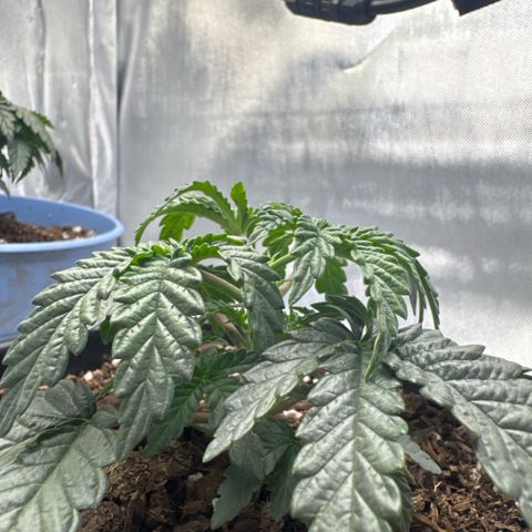 Superboof 2 growlog timeline photo