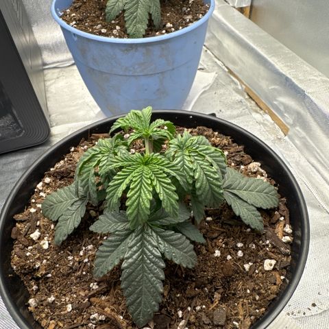 Superboof 2 growlog timeline photo