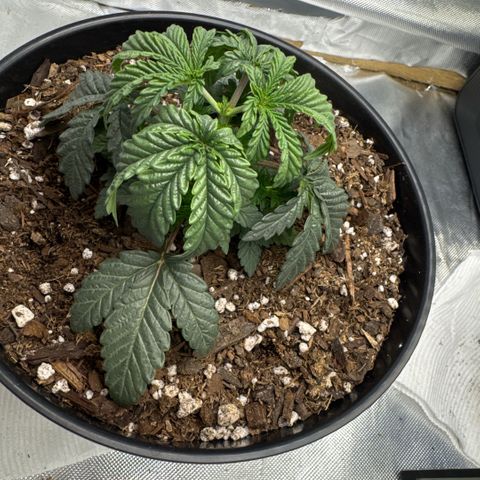 Superboof 2 growlog timeline photo