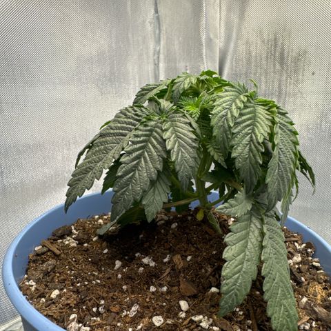 Super Boof growlog timeline photo