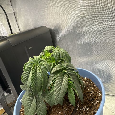 Super Boof growlog timeline photo