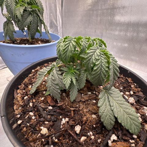 Superboof 2 growlog timeline photo
