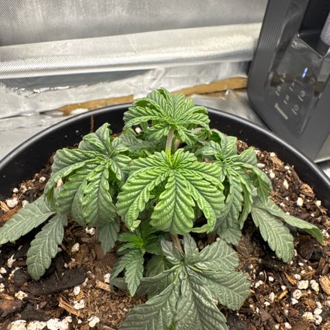Superboof 2 growlog timeline photo