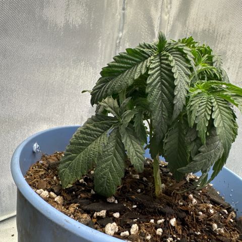 Super Boof growlog timeline photo