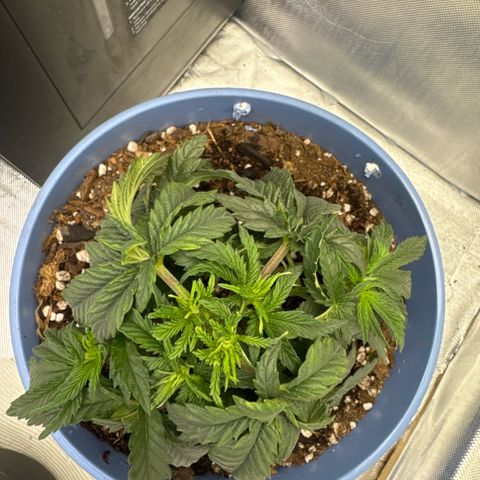 Super Boof growlog timeline photo