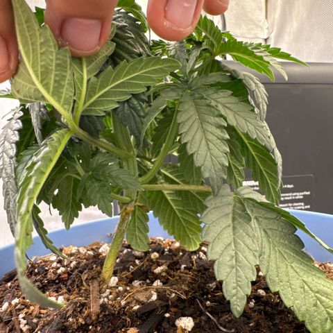 Super Boof growlog timeline photo