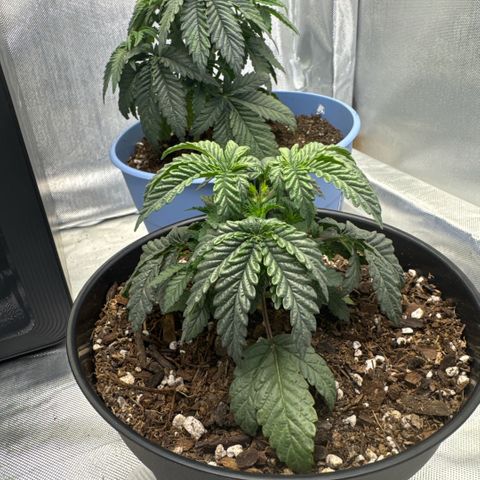 Superboof 2 growlog timeline photo
