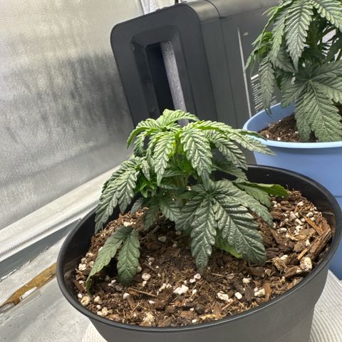 Superboof 2 growlog timeline photo