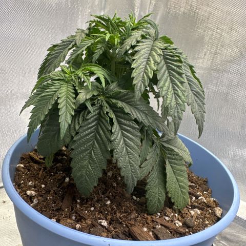 Super Boof growlog timeline photo