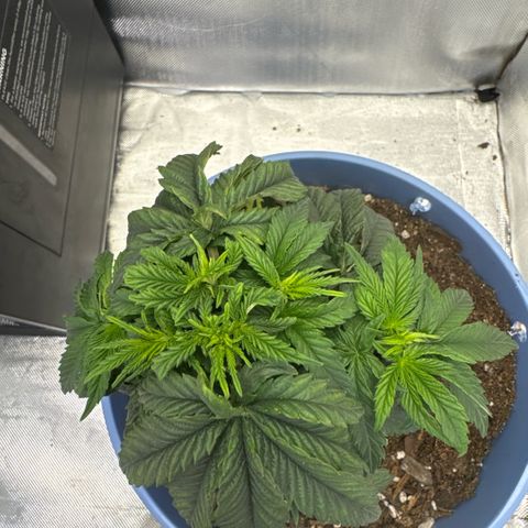 Super Boof growlog timeline photo