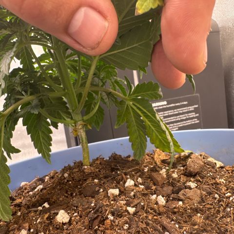 Super Boof growlog timeline photo