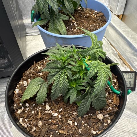 Superboof 2 growlog timeline photo