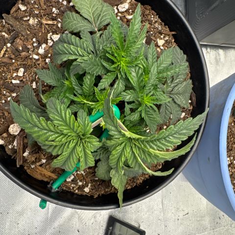 Superboof 2 growlog timeline photo