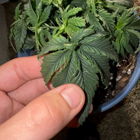 Super Boof growlog timeline photo