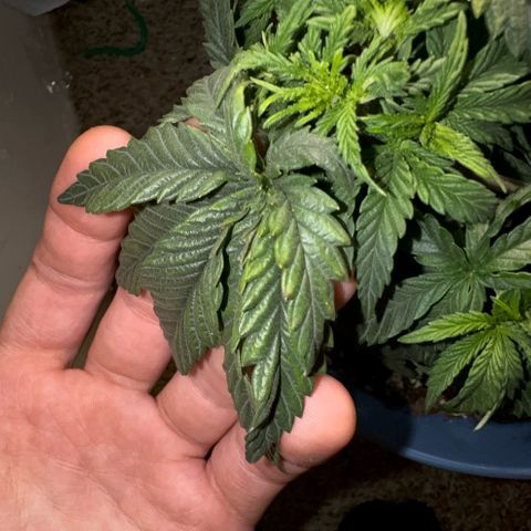 Super Boof growlog timeline photo