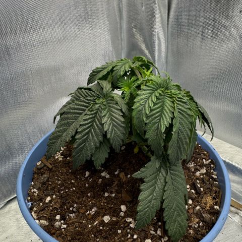 Super Boof growlog timeline photo