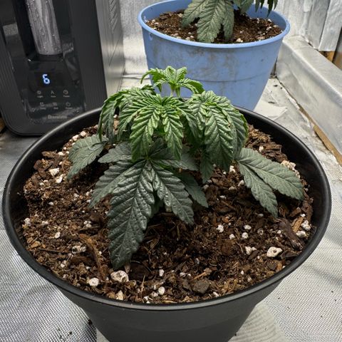 Superboof 2 growlog timeline photo