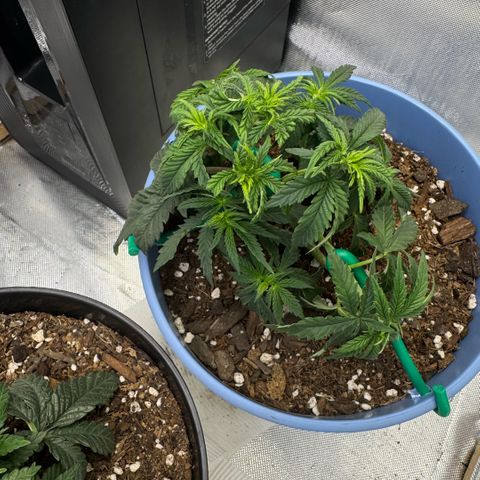 Super Boof growlog timeline photo