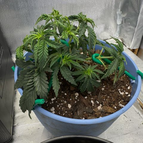 Super Boof growlog timeline photo