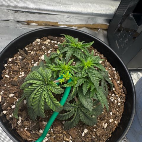 Superboof 2 growlog timeline photo