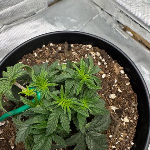 Superboof 2 growlog timeline photo