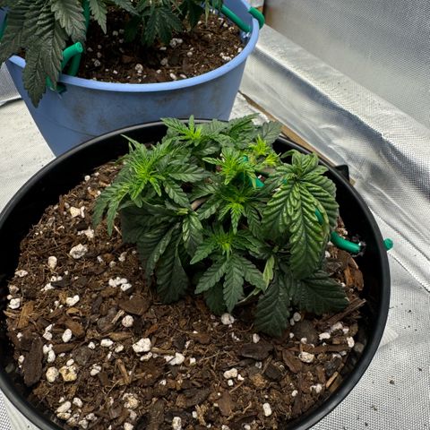Superboof 2 growlog timeline photo