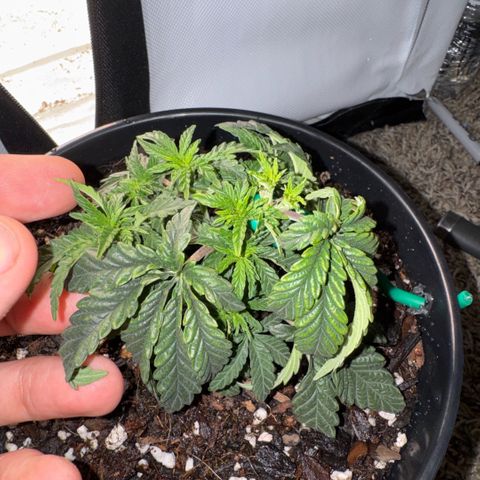 Superboof 2 growlog timeline photo