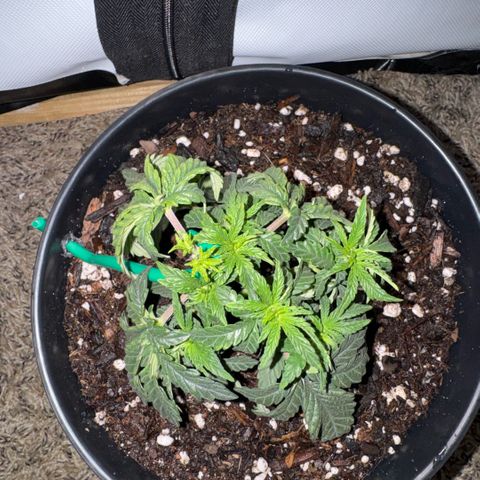 Superboof 2 growlog timeline photo