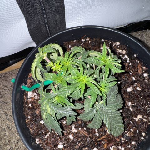 Superboof 2 growlog timeline photo