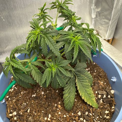 Super Boof growlog timeline photo