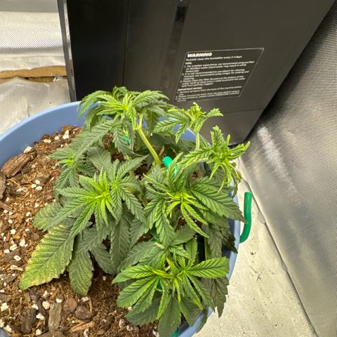 Super Boof growlog timeline photo