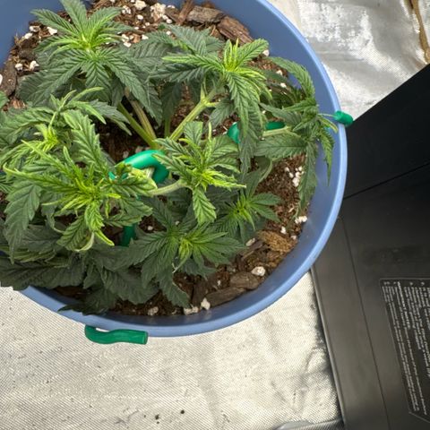 Super Boof growlog timeline photo